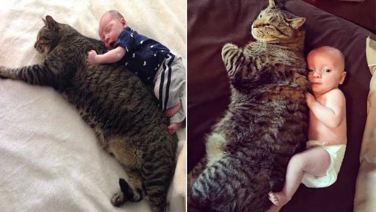 gato enorme guardião bebê