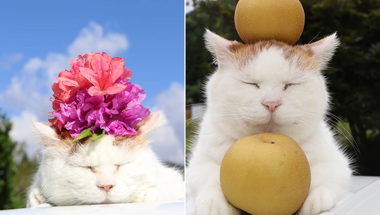 gato mais sossegado do mundo
