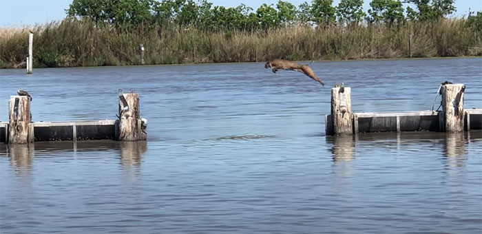 gato pula sobre a água