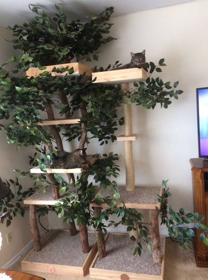árvores para gatinhos