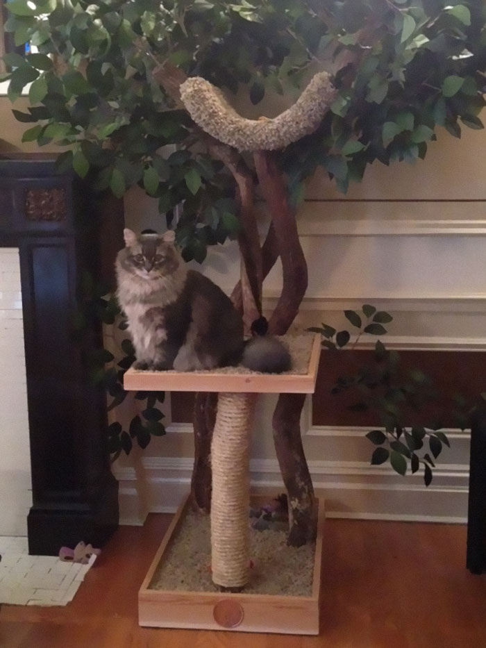 gatos
