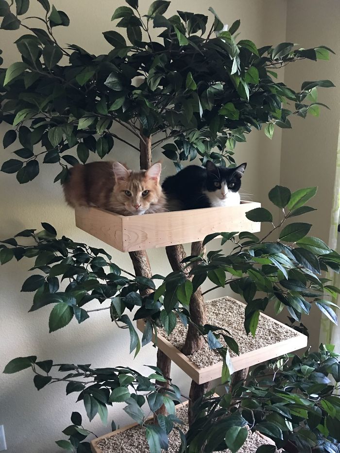 arranhadores para gatos