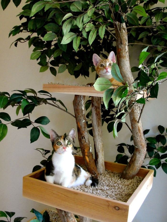 gatos dentro de casa