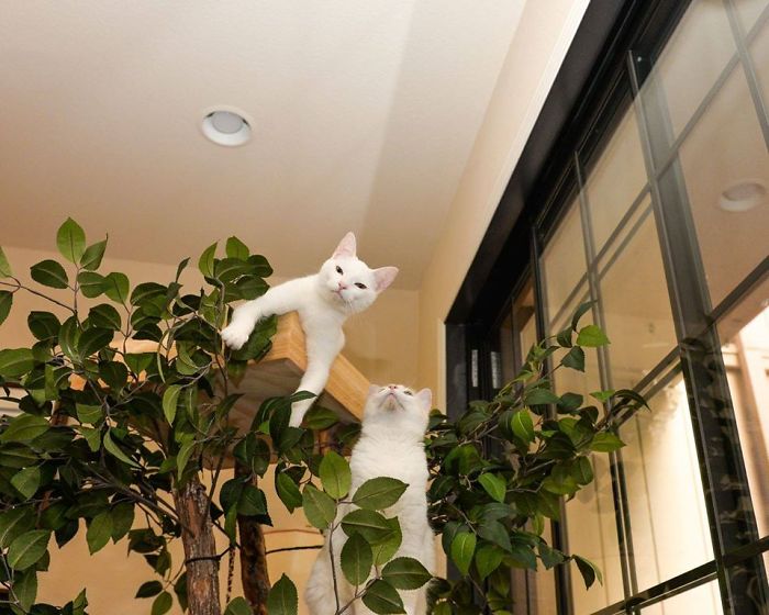torres para gatinhos em forma de árvore