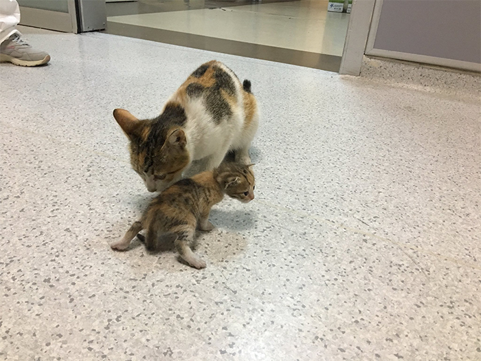 Gata leva o filhote doente ao hospital
