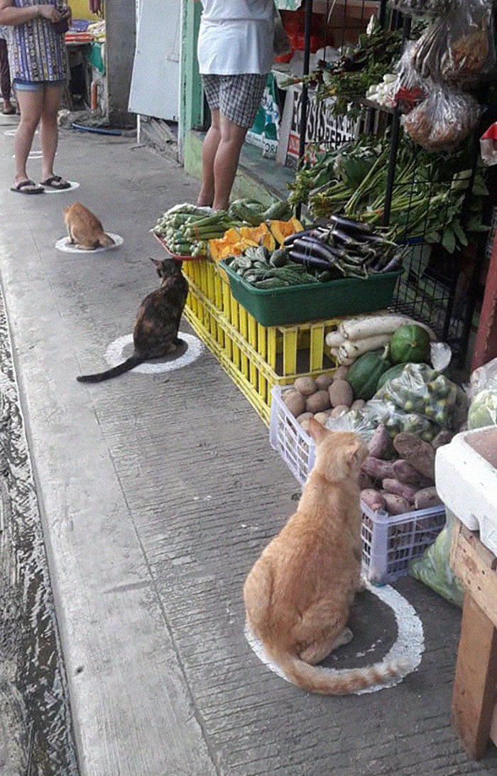 gatos isolamento social