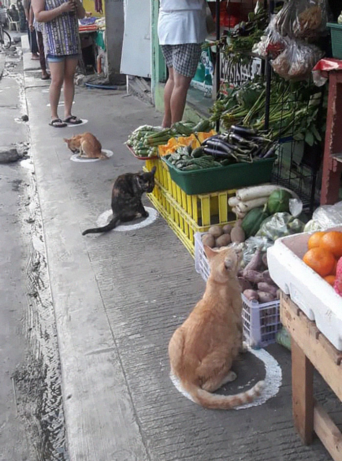 gatinhos ocupam círculos