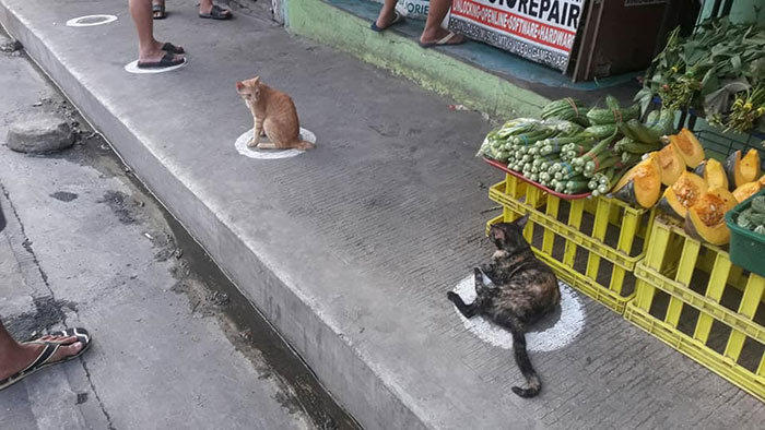 gatos em círculos