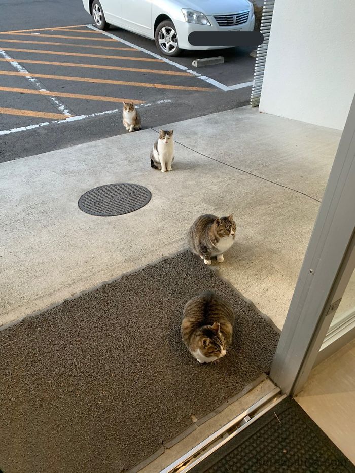 gatos isolamento círculos