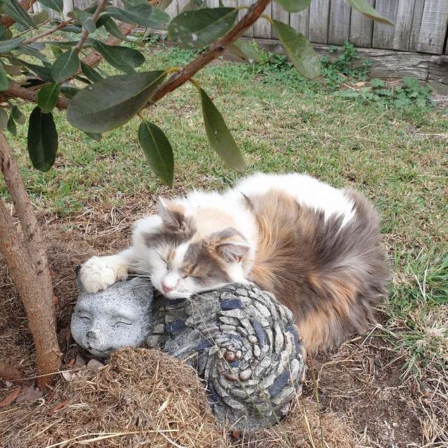 gatinha de verdade
