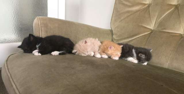 gatinhos dormindo