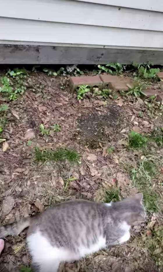 gata de rua