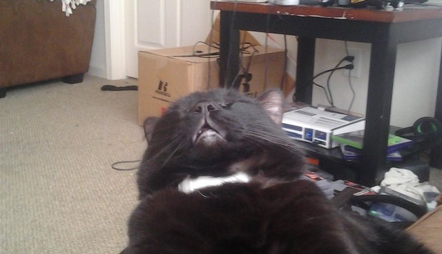 gato engraçado dormindo
