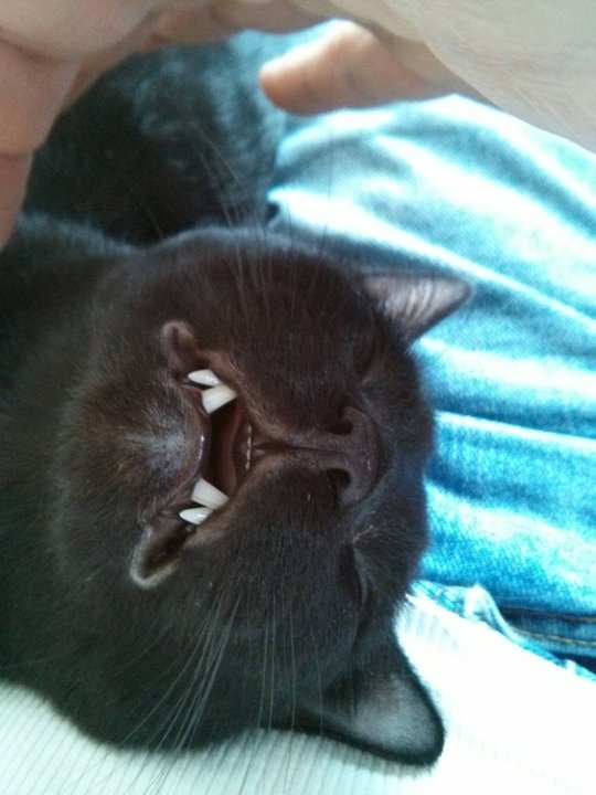 fotos de gatinhos dormindo em posições