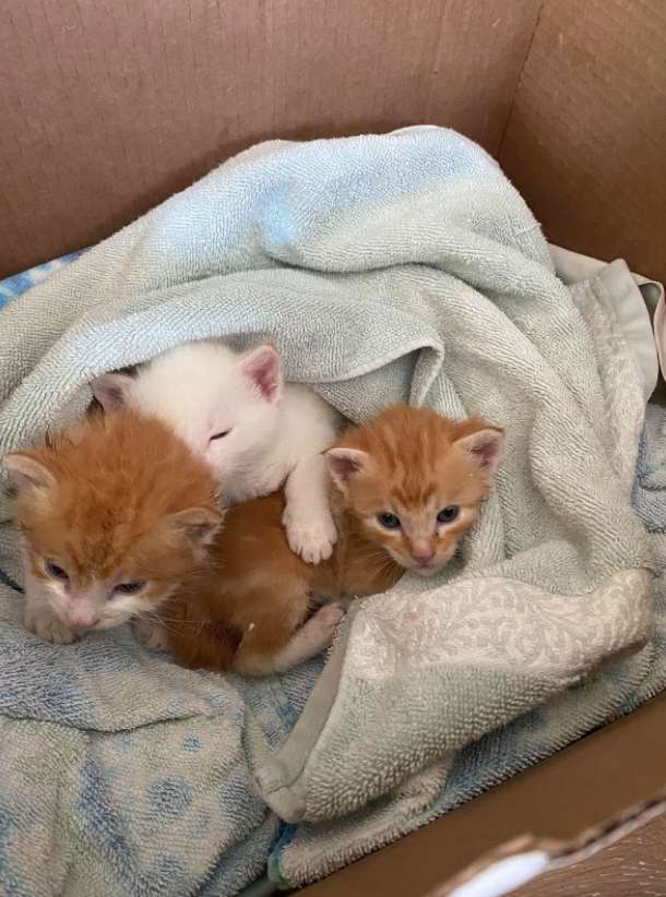 gatinhos adotados