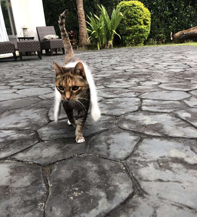 gatinha obcecada por cobertor