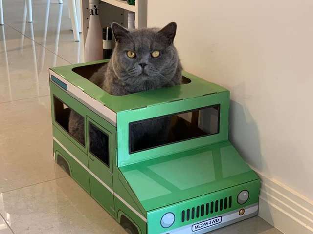 gato brinquedo carro