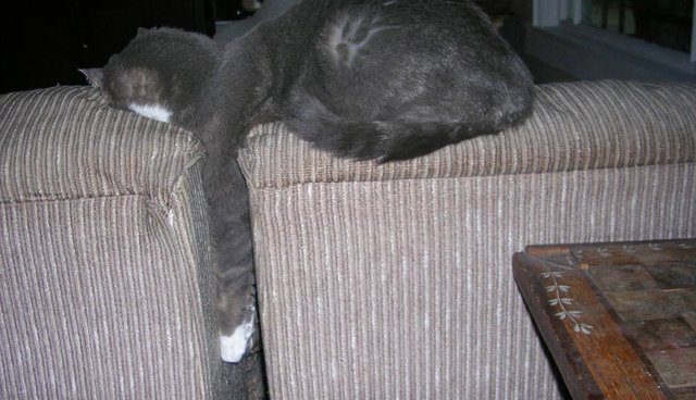 gato engraçado