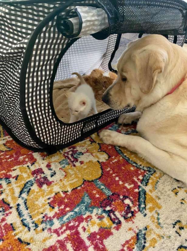 gatinhos foram acolhidos
