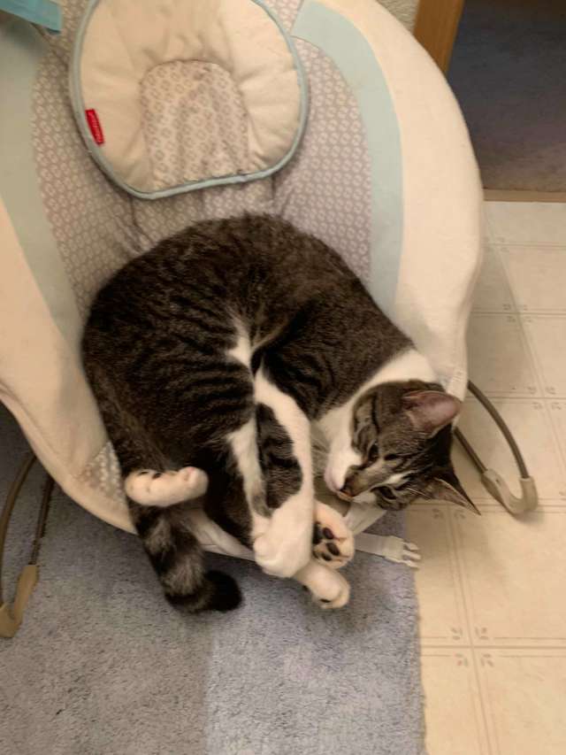 gatinho e criança