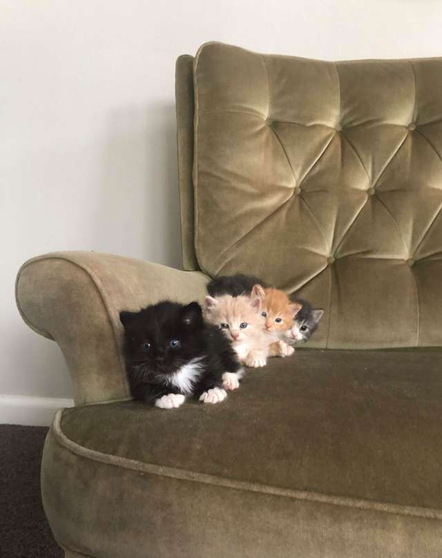 filhotes de gato dormindo