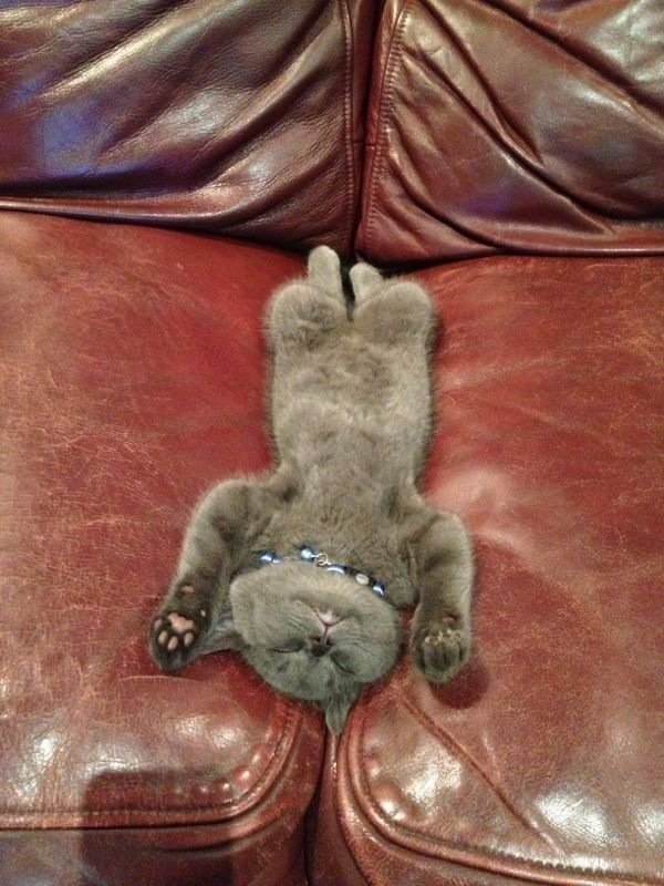 gato dormindo