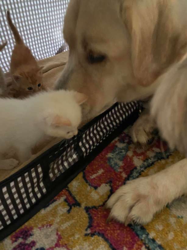 gatinhos foram resgatados