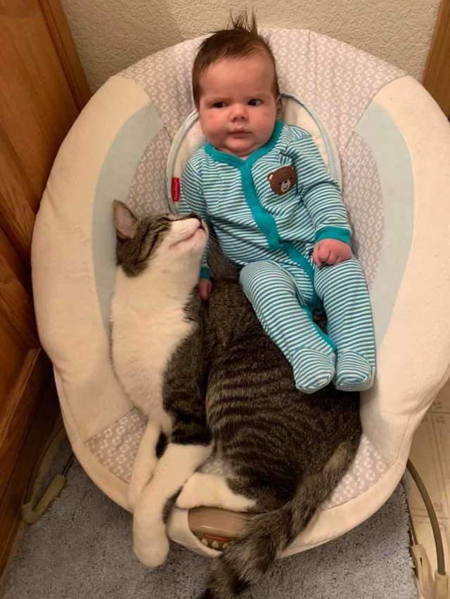 amizade entre criança e gato