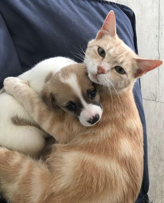 gata e cachorrinhos