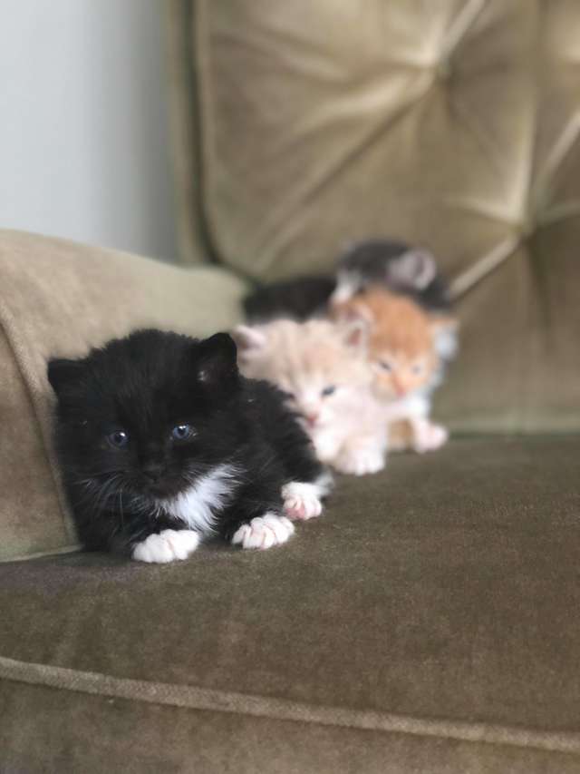 gatinhos sonolentos com fome