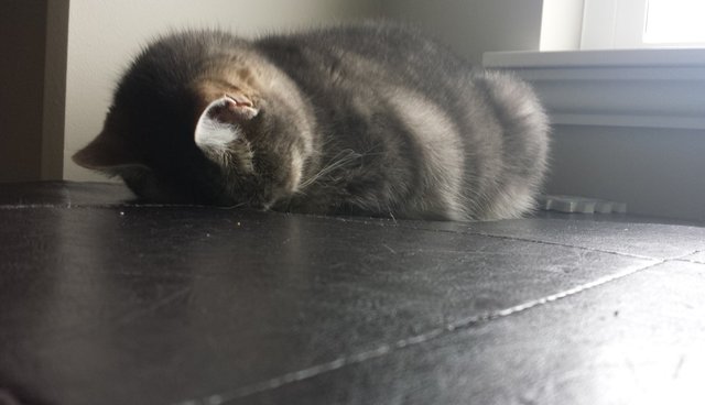 gato hilário