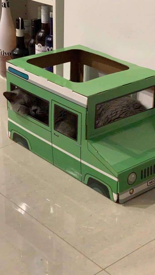 gato carro