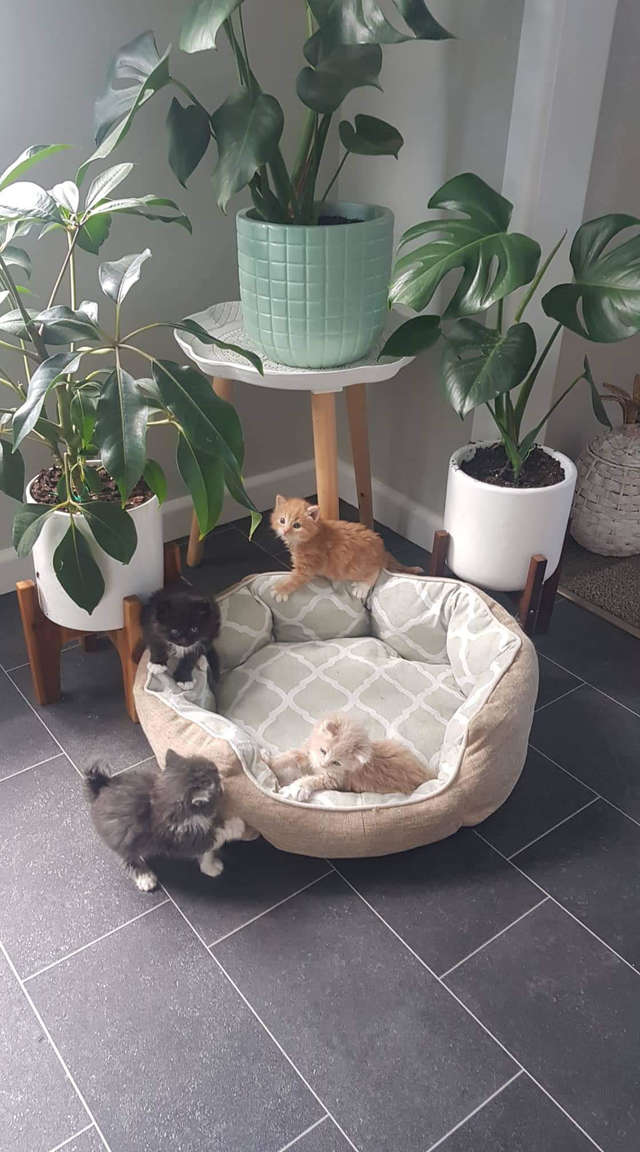 filhotes de gato