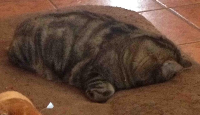 gato gordinho