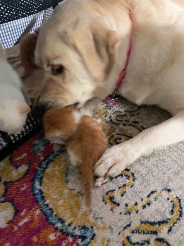 cadela e gatinhos