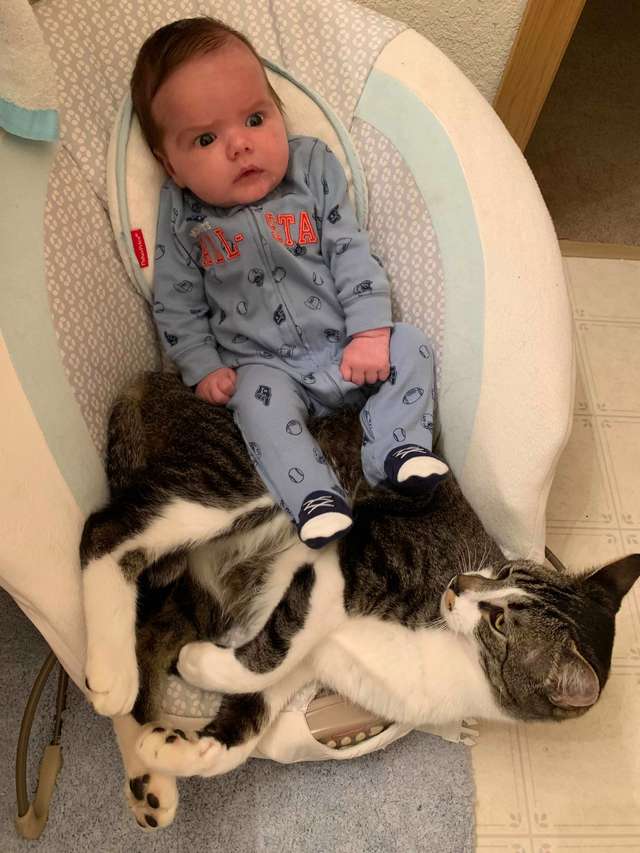 gatinho ganhou um irmã o humano