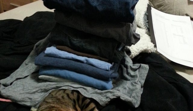 gato bengal