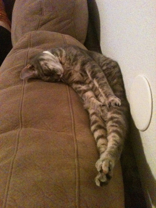 gatinho sono