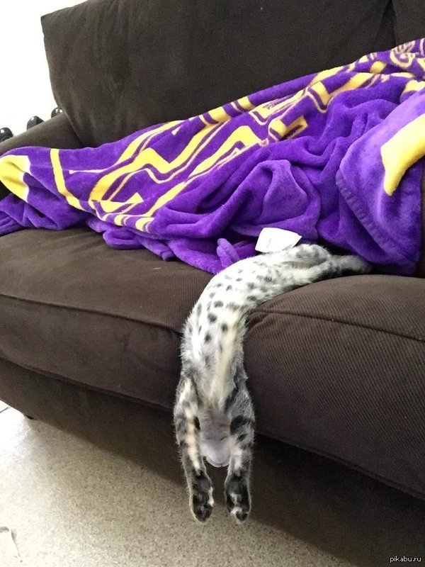 fotos de gatinhos dormindo
