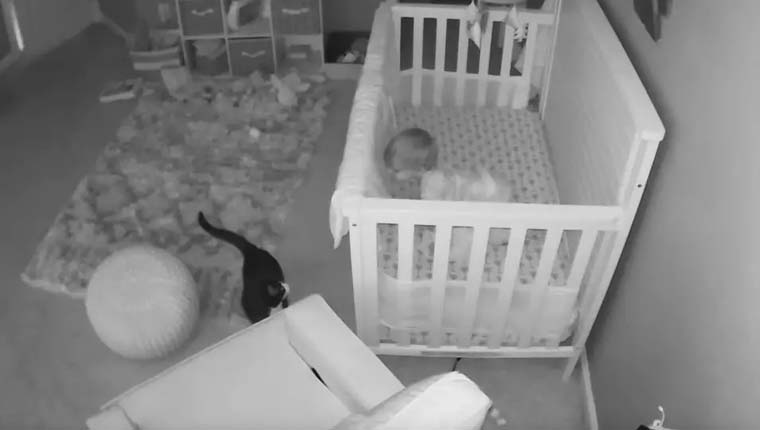 vídeo gato e bebê