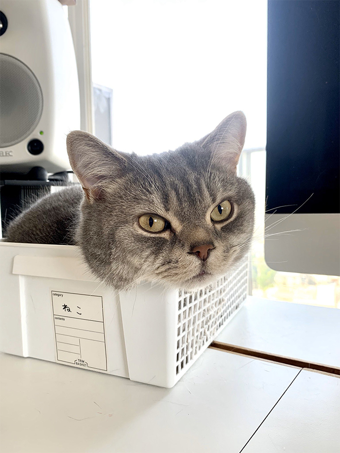 gato na mesa de trabalho