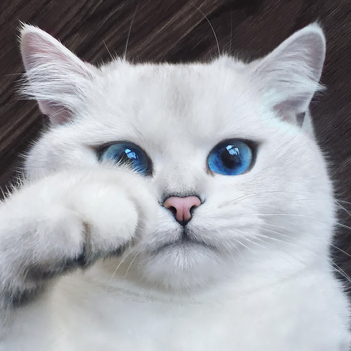 fotos de gatinhos