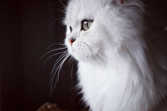 gato lindo