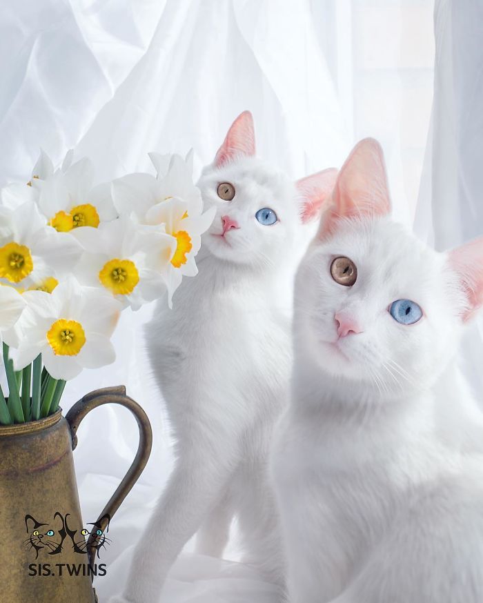 qual é o gatinho mais bonito