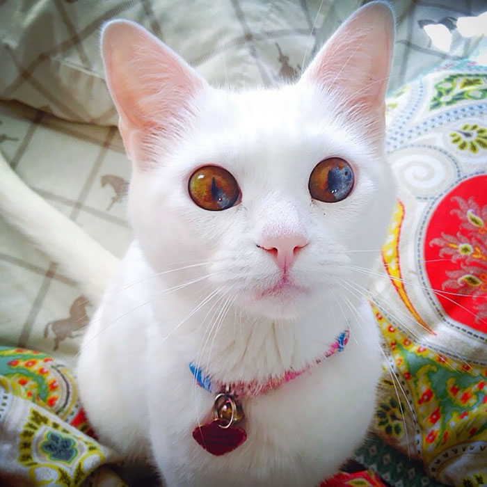 lindos olhos de gato
