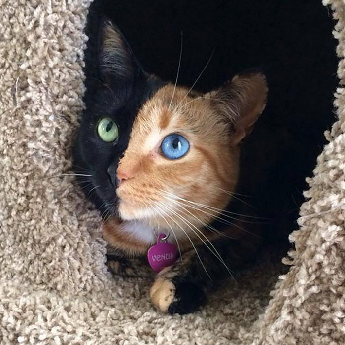 foto de gatinhos bonitos