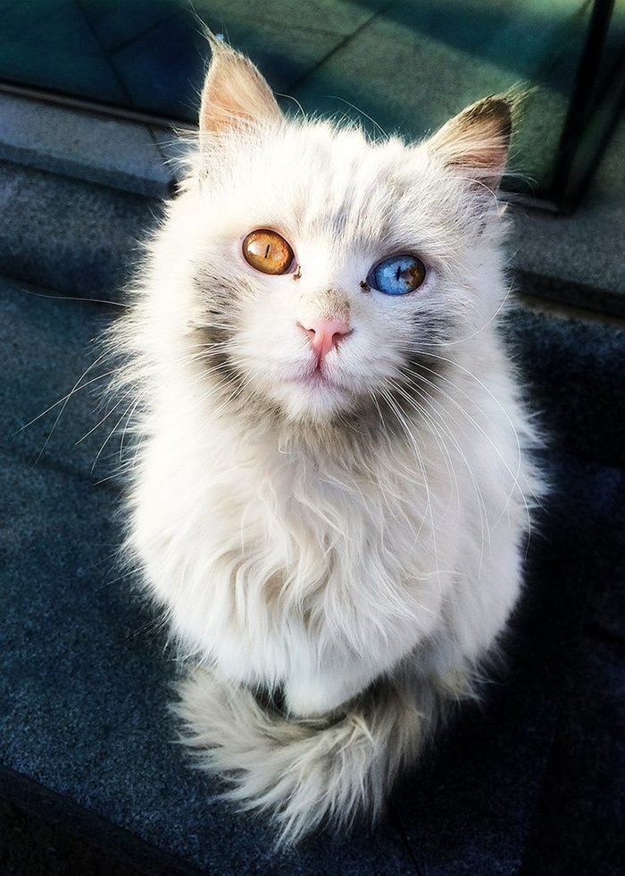 fotos de gatos bonitos