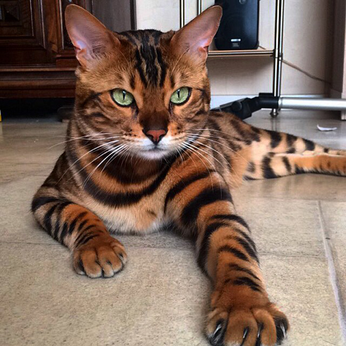 fotos de gatos