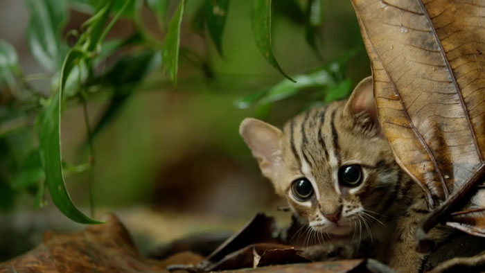 menor gatinho selvagem do mundo vídeo