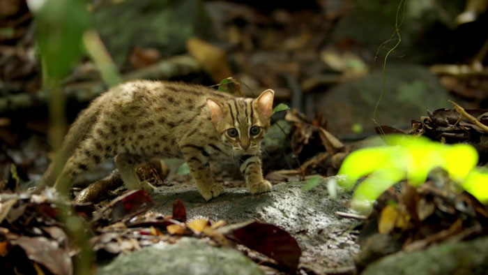 menor gatinho do mundo
